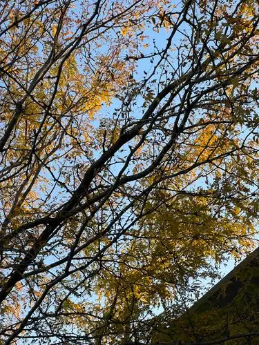 Autumn's golden embrace against a clear sky.